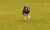 Para ter raças mini, o Husky foi cruzado com outros cães