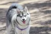 Alaskan Klee Kai: uma das mini raças mais protetoras