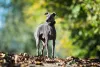 Raça: cão miniatura Pequeno Lebrel Italino lembra o Galgo Inglês