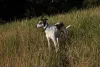 A raça de cachorro mini toy Galguinho Italiano é muito companheira