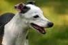 Mini cachorrinho de verdade: o Pequeno Galgo Italiano já existe há séculos