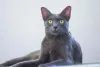 Gato Korat: valor não é nada comparado a essa companhia incrível