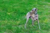 A raça de mini cachorro Lebrel Italiano pode ter várias cores