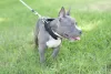 Raças mini de cachorros: o American Bully pocket é a menor versão