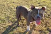 A mini raça de cachorro American Bully pocket não é reconhecida oficialmente