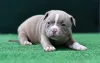 O mini cachorrinho de verdade American Bully pocket é um tipo de Pitbull