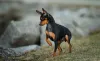 O Pinscher 0 é um mini cachorrinho de verdade que todos amam