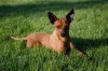 Raças de cachorro mini toy: o Pinscher tem vários tamanhos