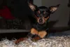Raças mini: Pinscher é pequeno, mas muito destemido