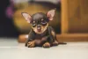 Mini raça de cachorro: Pinscher 0 deve ser socializada ainda filhote