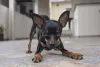 Brincalhão, o mini cachorrinho de verdade Pinscher 0 precisa gastar energia