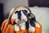 Raça: cão miniatura Bull Terrier é adorável