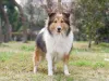Mini Collie: tamanho da raça não passa de 41 cm