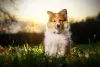 Raças mini de cachorros: o Pastor-de-shetland é muito leal a família