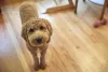 Raça: mini cachorro Poodle pode ter muitas cores