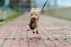 Mesmo sendo um mini cachorrinho de verdade, o Poodle tem muita energia