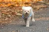 Raças de cachorro mini: o Poodle toy é bastante inteligente