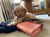 Raça de cachorro mini toy: o Poodle é um amigo para todas as horas