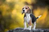 Até existe mini Beagle, mas o tamanho não é reconhecido oficialmente