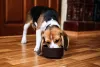Existe mini Beagle e o cãozinho é animado, divertido e apegado com donos