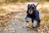 Raças de cachorro mini: o Schnauzer precisa de passeios diários
