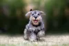 Das raças mini, o Schnauzer miniatura é um dos que mais fazem sucesso