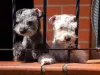 O Schnauzer mini exerce bem a função de guarda