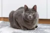 O gato Korat precisa de bastante atenção dos donos no dia a dia
