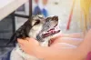 Além de ser um cachorro companheiro, o vira-lata tem uma admiração profunda pelos tutores
