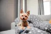 Yorkshire é uma das raças de cachorro pequenos carinhosos
