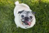 O Pug é um cachorro simpático e bem humorado