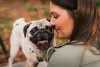 Além de animais carinhosos, os Pugs são extremamente apegados com a famí­lia