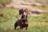 Dentre os animais de estimação mais carinhosos, não podemos esquecer do Dachshund