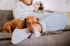 Cachorro carinhoso: o Dachshund ama estar pertinho dos donos