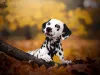 Cachorros mais companheiros: Dálmata se destaca nesse quesito