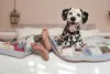 Animais carinhosos, como o Dálmata, são uma ótima escolha