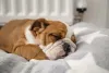 De cachorro carinhoso e preguiçoso, o Bulldog Inglês entende