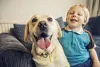 Animais de estimação mais carinhosos: Labrador se dá bem com crianças