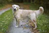 Além de serem cachorros muito fofos, os Golden são muito gentis