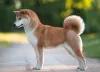 Mini Shiba cachorro e bem menor que o Akita