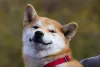 Shiba Inu vs. Akita: o Shiba tem a feição parecida com a de uma raposinha