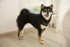 As cores do Shiba Inu incluem o preto sésamo