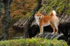 Ao contrário do Akita, Shiba é mais afetuoso e ligado com os humanos