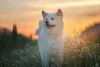 Akita Inu: cores da raça incluem o branco puro