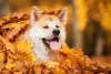 Comparado ao Shiba, Akita tem o rosto maior e mais largo