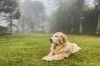Basta ver a foto: Golden Retriever é considerado um cachorro de porte grande