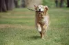 Brincalhão, as imagens de Golden Retriever revelam como esse cão é energético
