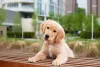 O filhote de Golden Retriever deixa qualquer pessoa apaixonada
