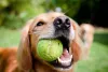 Para o Golden Retriever, uma simples brincadeira de buscar bolinha já é um estímulo