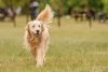 Espaçoso, o Golden Retriever precisa de passeios ao ar livre